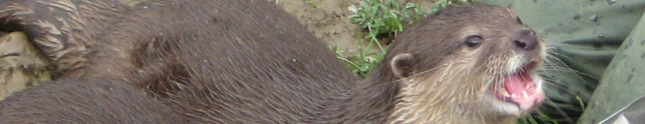 Otter