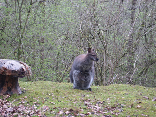 Mama Wallaby with Joey Tribbiani