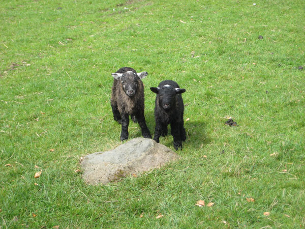 The black brothers, fearsome