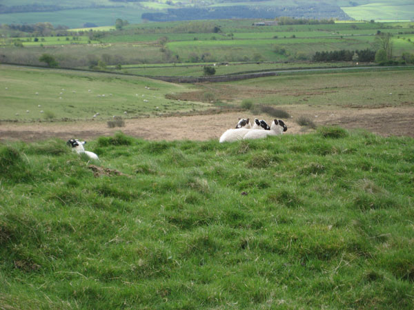 A rarity only found in Cumbria - the three-headed lamb!