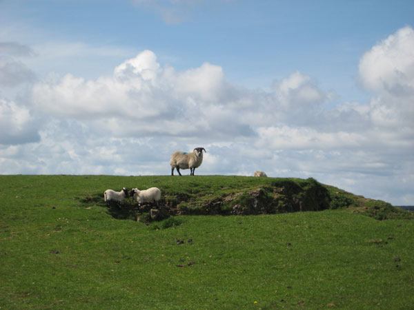 Why yes, I AM the lord of this meadow.