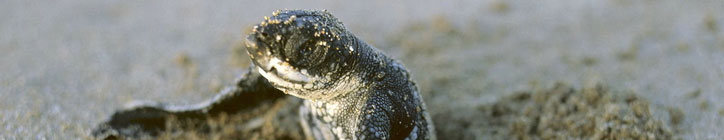 A baby leatherback hatching, not our picture obviously...