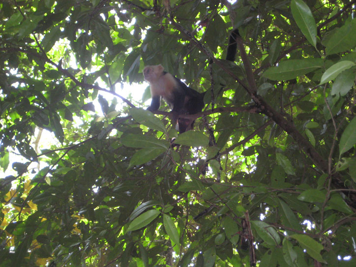 Monkey in the trees, right before he started peeing on us.