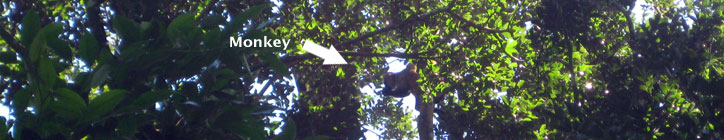 Spider monkey, having breakfast