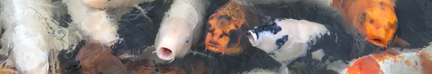 In some ponds, the fishes were less than excited about us coming to feed them. In others, like this one in Nagasaki, they practically drowned each other trying to reach the most pebbles. And they did not look underfed or anything...